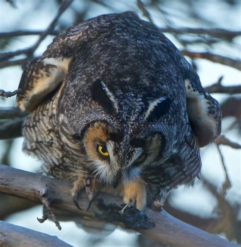 What S Up With That Owl Casting Pellets Birdnote