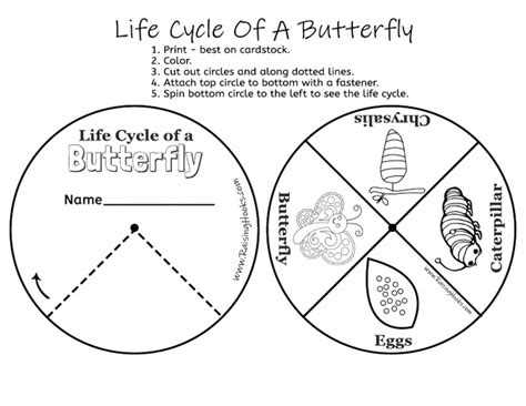 Butterfly Life Cycle Wheel1 | PDF