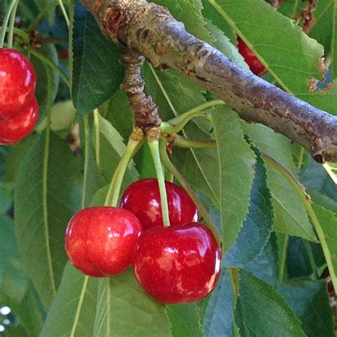 Cherry Trees Nutcracker Nursery And Tree Farm