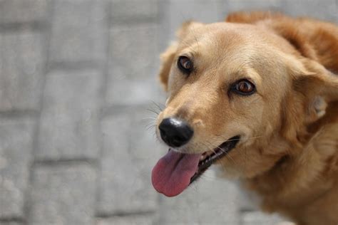 80,000+ Free Pet Pets & Pet Images - Pixabay