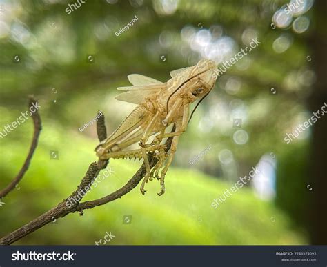 Details Grasshopper Skin After Metamorphosis On Stock Photo 2246574093