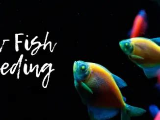 The Complete GloFish Betta Care Guide | Fishkeeping World