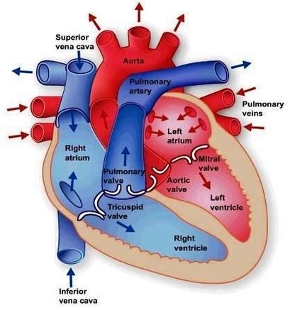 heart anatomy | Anatomy System - Human Body Anatomy diagram and chart ...