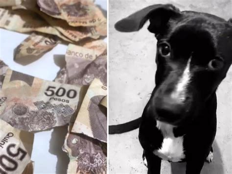 Cuanto Dinero Debo Ahorrar Para Un Perro