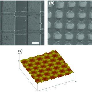 SEM Images Of As Prepared Polymer Microstructures After SCTR A