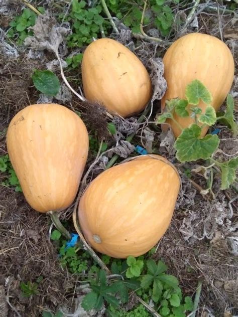 Courge musquée Sucrine du Berry graines bio d une variété ancienne