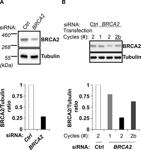 Silencing of BRCA2 to Identify Novel BRCA2-regulated Biological ...