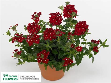 Photo Verbena Lascar Red With Eye Global Flowers