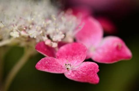 Wallpaper Portrait Flowers Nature Branch Blossom Pink Spring