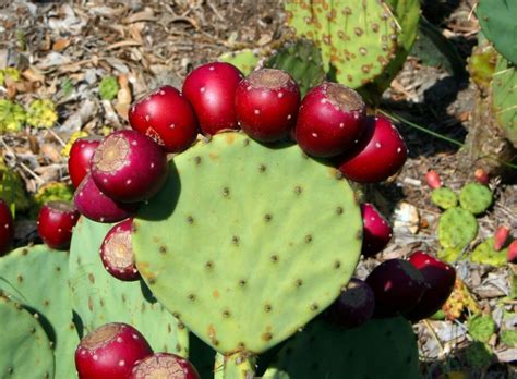 Nopal Cactus: Benefits and Uses | Multi Cultural Cooking Network