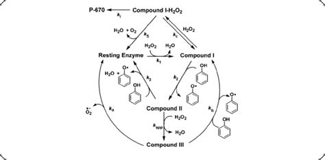 Catalytic Cycle Of Peroxidase Catalyzed Phenol Degradation P 670 Is A Download Scientific