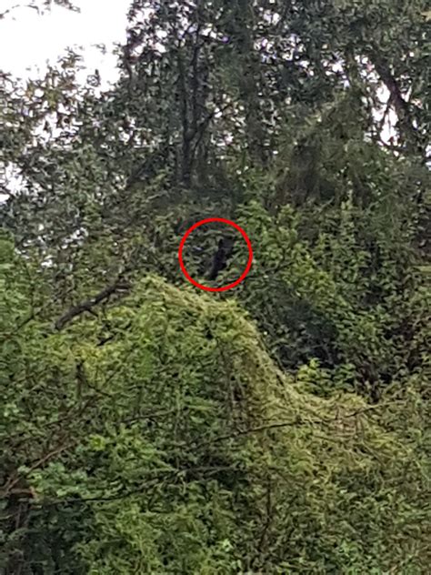 I was stalked by terrifying ‘dog man’ monster and have picture ‘proof’