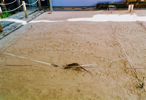 Sustainable Tourism: Meet the HeroRATs at the APOPO Visitor Center