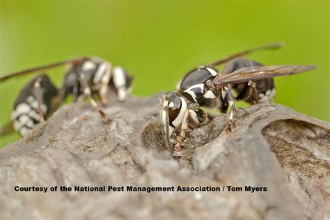 Wasp Information For Kids Hornet And Yellow Jacket Facts