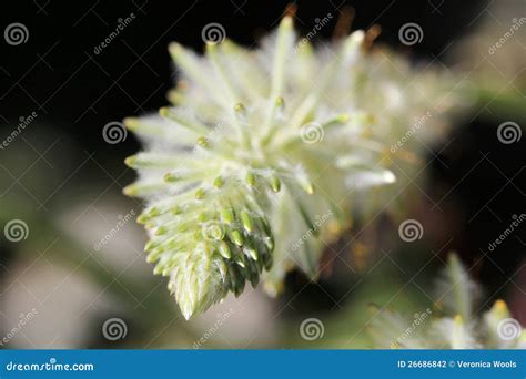 Green Mulla Mulla Wildflower Stock Photo - Image of furry, beauty: 26686842