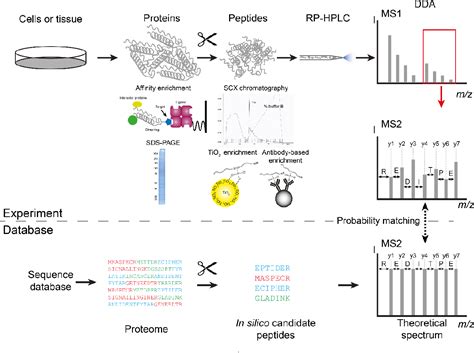 Table 1 From Quantitative Phosphoproteomics For Studying B Cell