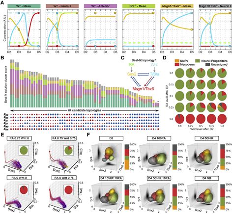 A Gene Regulatory Network Balances Neural And Mesoderm Specification