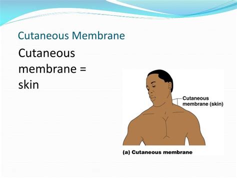 Ppt Chapter 4 Skin And Body Membranes Powerpoint Presentation Id 3551319