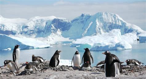 Pinguine In Zeiten Des Klimawandels Sonnenseite Kologische