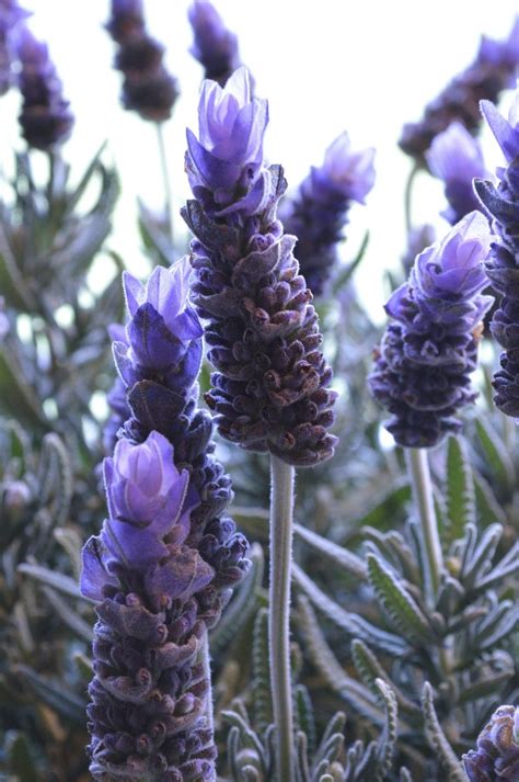 Lavender Plant Feeding - How To Fertilize Lavender Plants | Gardening ...