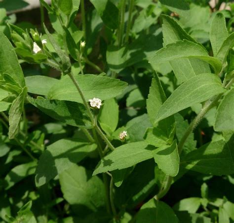 Para Qu Sirve La Stevia Stevia Contraindicaciones