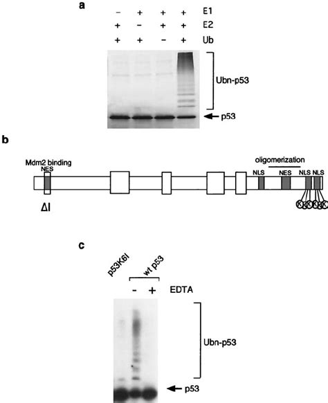 In Vitro Ubiquitination Of P53 Proteins A Ubiquitination Of In