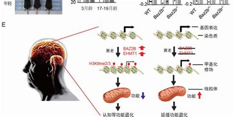 上海科学家发现全新抗衰老靶标基因 或助改善认知衰老手机新浪网