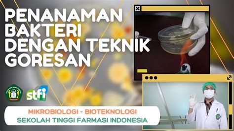 Penanaman Biakan Bakteri Dengan Teknik Goresan Mikrobiologi