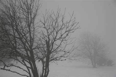 Free Images Tree Branch Snow Black And White Fog Mist Morning