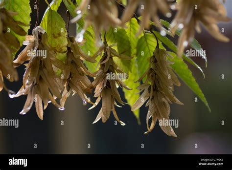 Hornbeam leaves hi-res stock photography and images - Alamy