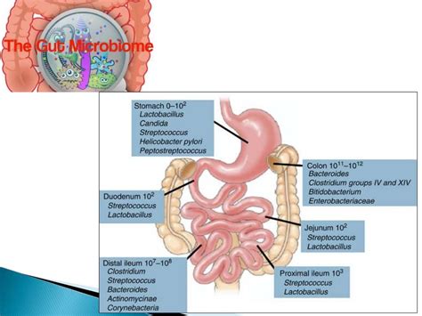 Intestinal And Extraintestinal Amoebiasis