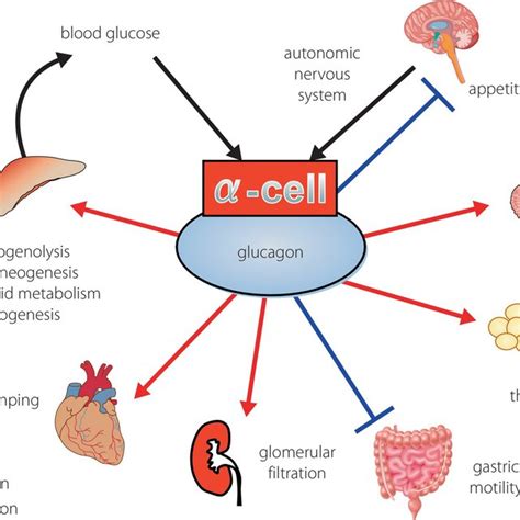 Physiological functions of glucagon. | Download Scientific Diagram