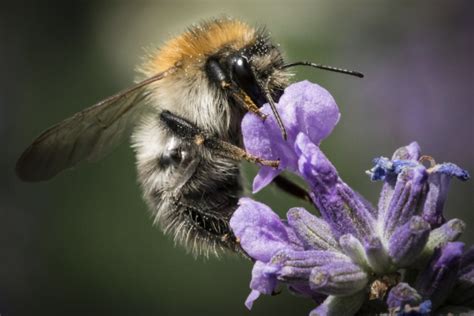 Nectar Bee