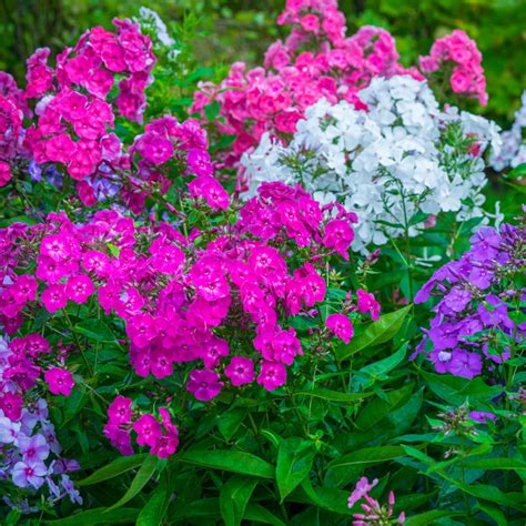 Tall Phlox Mix | Gurney's Seed & Nursery Co.