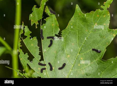First Instar Cecropia Caterpillar Hyalophora Cecropia Stock Photo Alamy