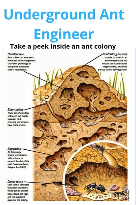 What do ant colonies look like?,ant colonies structure,ant colony part ...