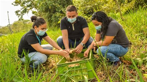 Más de 200 mil semillas de especies nativas se han recolectado para