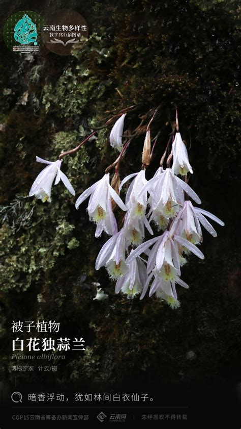 【云南生物多样性数字化百科图谱】被子植物·白花独蒜兰：暗香浮动，犹如林间白衣仙子澎湃号·媒体澎湃新闻 The Paper