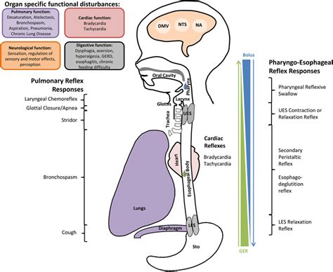 Schematic Representation Cumulative Reflexes To Pharyngo Esophageal