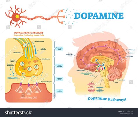 Dopamine Vector Illustration Labeled Diagram With Its Action And