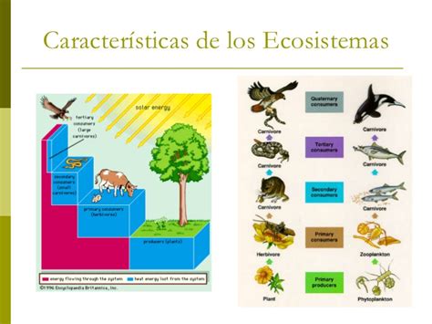 Características Del Ecosistema