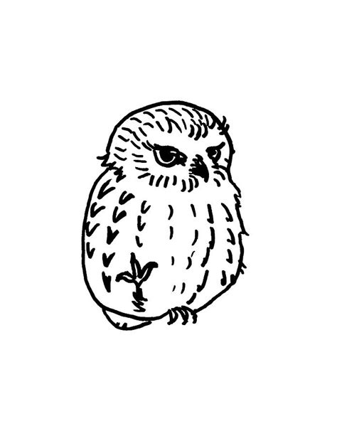 Northern Saw Whet Owl Tattoo