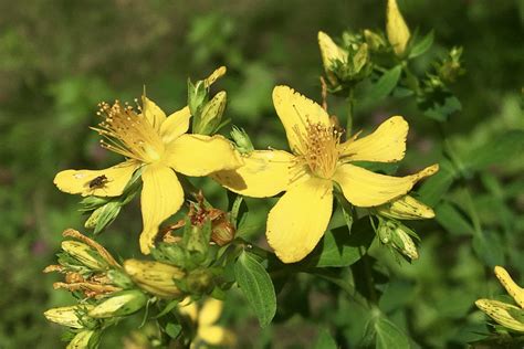 Common St Johns Wort Hypericum Perforatum Seashore To Forest Floor