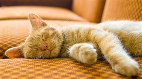 kitten sleeping habits guide vetspets