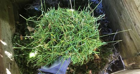 How To Compost Grass Clippings (Yes, It's This Simple!)