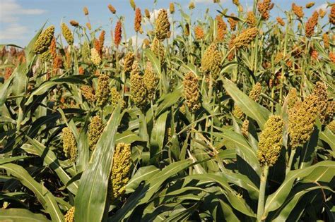 Newly Released Sorghum Types Offer Biodiversity Crop Improvement