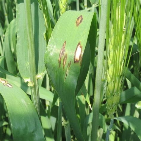 Scald In Barley Syngenta Canada