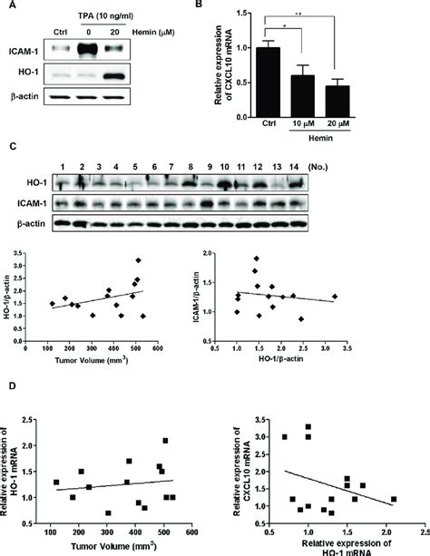 Expressions Of Ho Icam And Cxcl In Xenograft Tumors A The