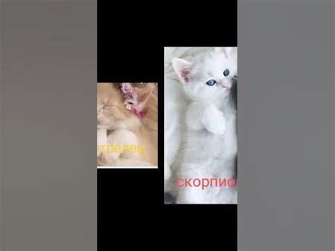 котики по зз часть первая - YouTube