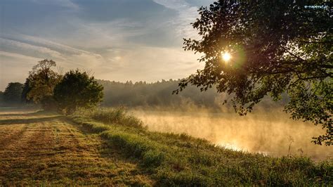 Słońce Drzewa Rzeka Trawa Poranek Mgła